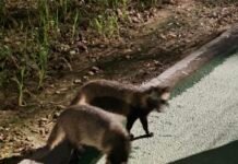 너구리 가족 양재천에 살다